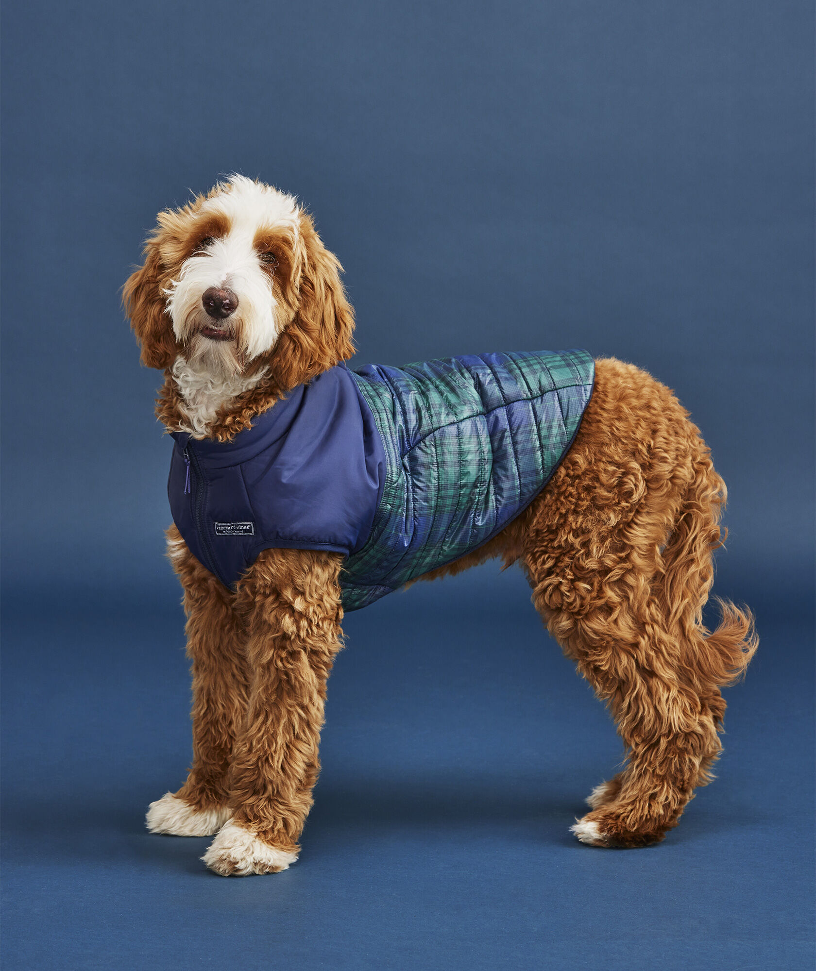Buy Louis Vuitton Dog Clothes Online In India -  India