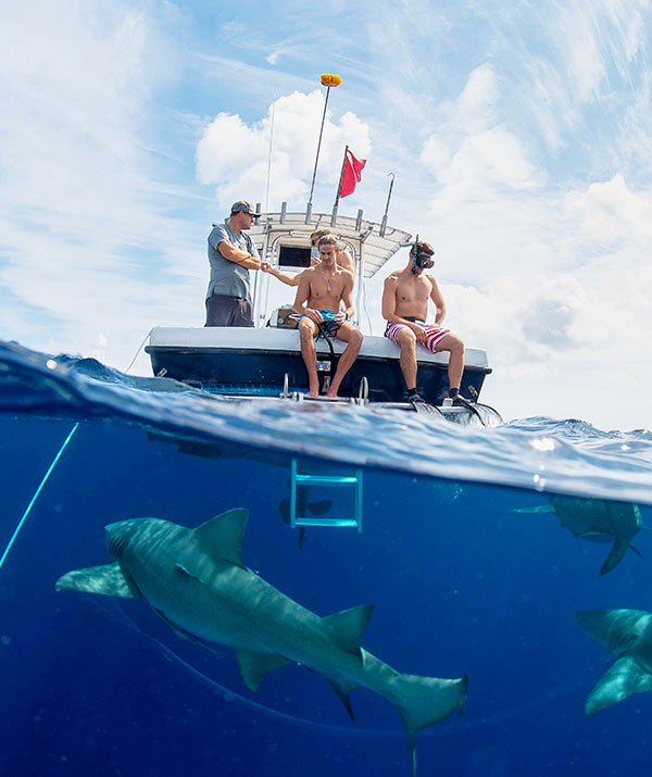 An image of the Florida Shark Diving Team